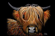 HaMiSH - FRoM £7.99