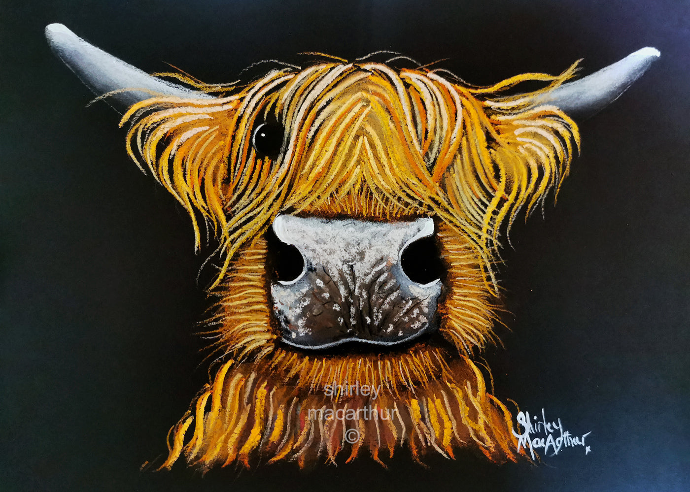 ORiGiNaL HiGHLaND CoW PaSTeL PaiNTiNG ' Joe ‘ by SHiRLeY MacARTHuR