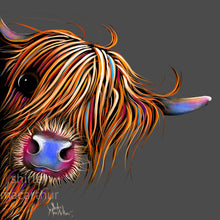HiGHLaND CoW GReeTiNGS CaRD ‘ SuGaR LuMP oN GReY ‘ Pack of 50 For Trade Please Email