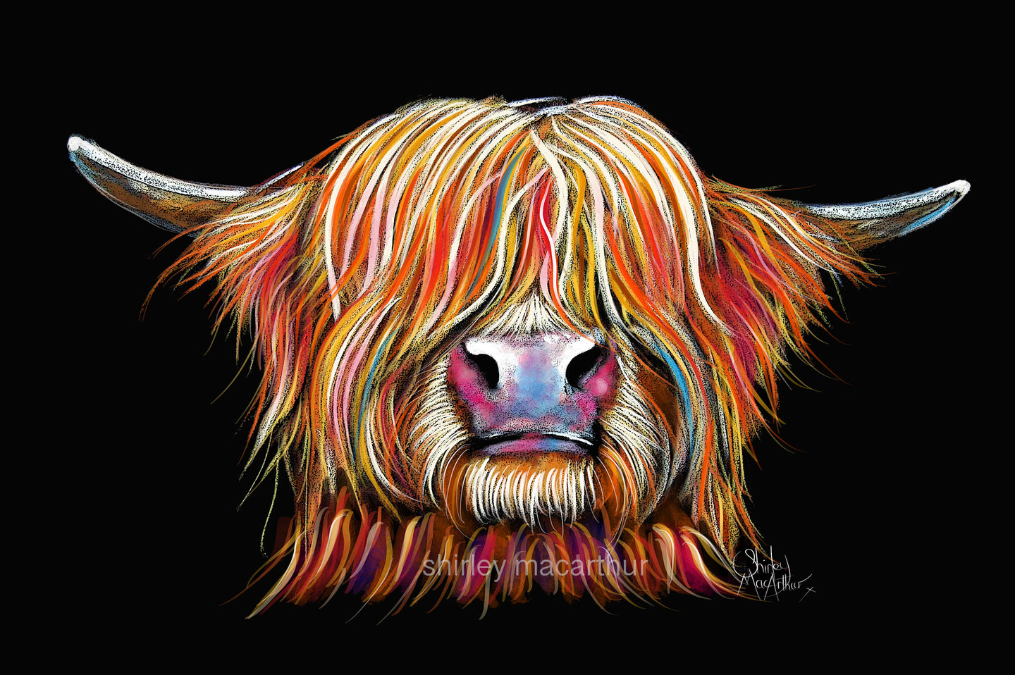 Highland Cow Prints 'Charmer' by Shirley MacArthur
