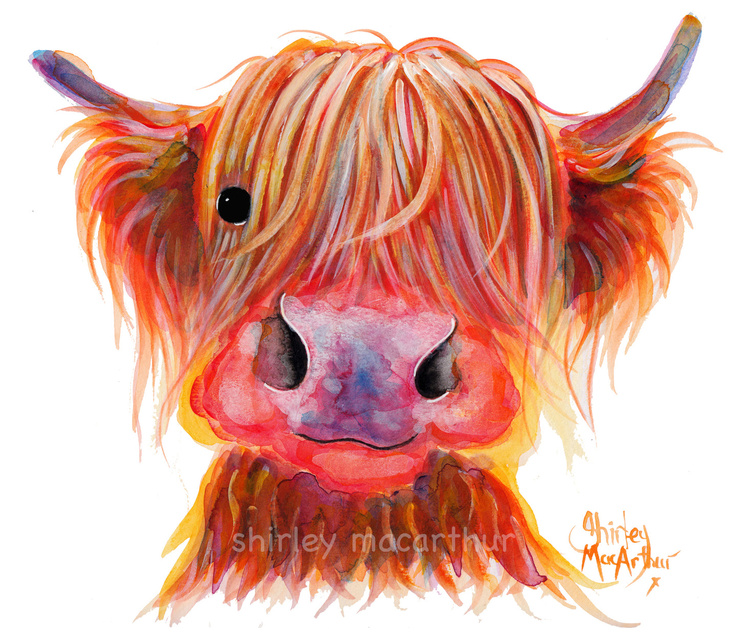 Highland Cow Prints 'Chilli Chops' by Shirley MacArthur