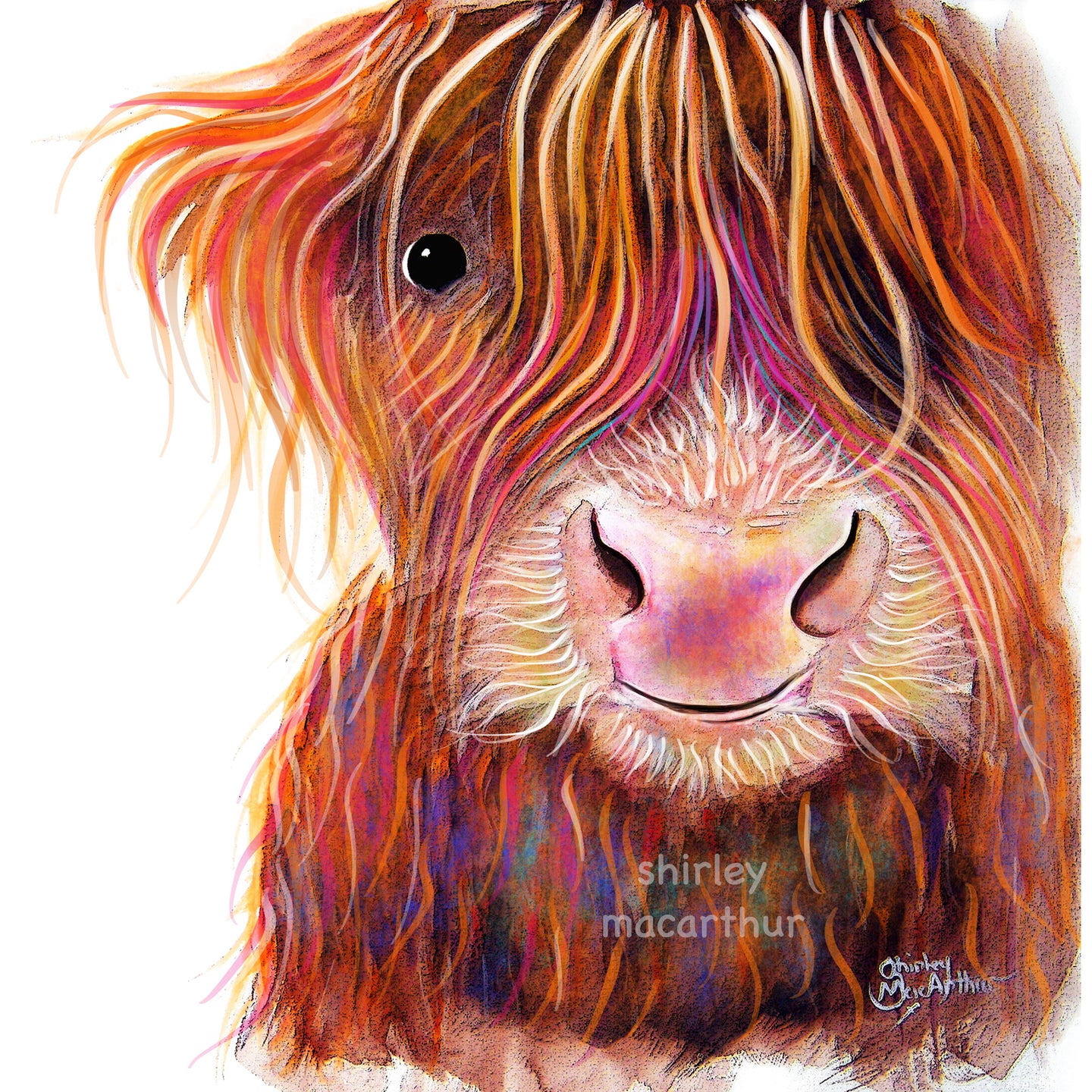 Highland Cow Prints 'The Kid' by Shirley MacArthur
